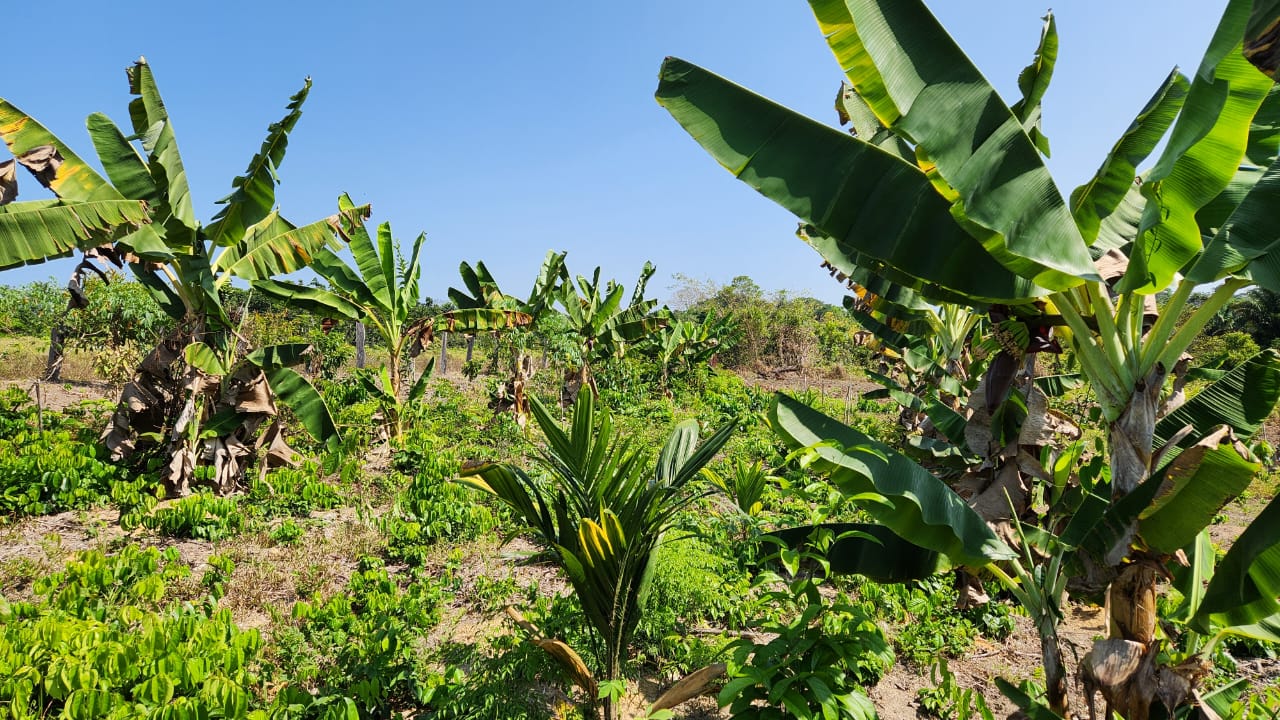 Projeto no Tapajós mostra como pequenos produtores conciliam produção agrícola com conservação - Conexão Rural Brasil